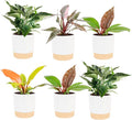 Costa Farms Philodendron Live Plants in Decorative Pots, Air Purifying Indoor Houseplant, Assorted Variety, Home, Room, or Office Decor, House Warming or Birthday Gift, 12-18 Inches Tall, Pack of 6