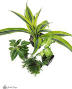 Josh's Frogs 18x18x25 Crested Gecko Vivarium Plant Kit