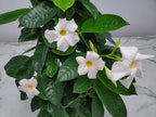 White Mandevilla Plant Live Hanging Basket - 12" Basket - Overall Size 14" Wide by 18" Tall - Tropical Plants of Florida (Plant Only)…