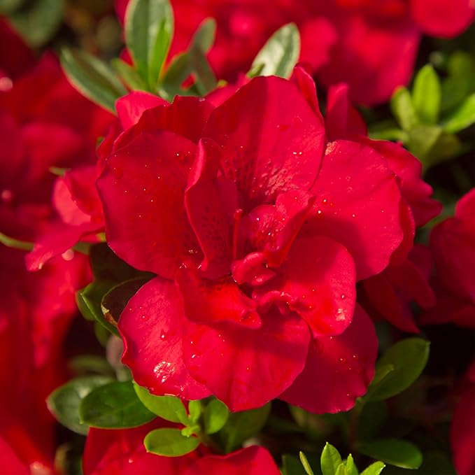 1 Gal Encore Azalea Autumn Bonfire