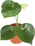 Owl Eye Peperomia - 4" from California Tropicals