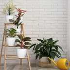 lokeisna 5 Pcs Plant pots, 7.5/6.5/5.7/4.9/4.1 inch Pots for Plants, Flower Pot Indoor Modern Decorative Plant Pot, Plant Pots Indoor with Drainage and Saucer for All House Plants, Spray Spots