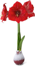 Snow Flecked Waxed Amaryllis Bulb – Red Wax with Red Blooms – Live Holiday Gift Plant, Easy Care, No Watering Needed