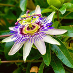 Blue Caerulea Passiflora (Passion Flower) Live Plant | 5-9" Tall | Hardy Zone 6-9 | Fast-Growing Indoor/Outdoor Climbing Vine for Trellis & Patio | Exotic Butterfly Attractor