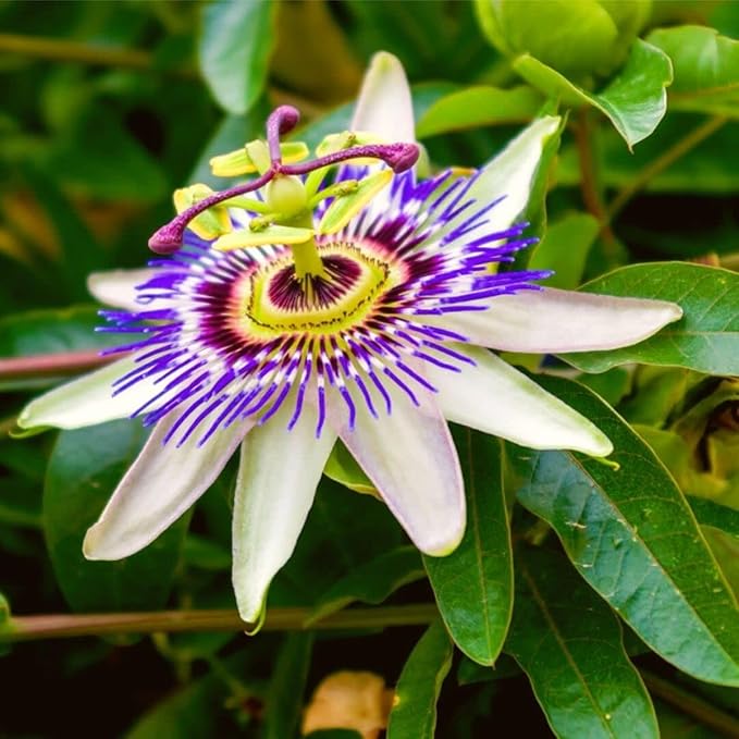 Blue Caerulea Passiflora (Passion Flower) Live Plant | 5-9" Tall | Hardy Zone 6-9 | Fast-Growing Indoor/Outdoor Climbing Vine for Trellis & Patio | Exotic Butterfly Attractor