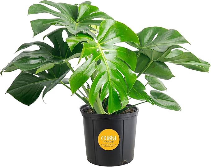 Costa Farms Monstera, Swiss Cheese Live Plant in Plastic Pot, Large Indoor Houseplant, Perfect for Home, Room, or Office Decor, House Warming or Birthday Gift, 2-3 Feet Tall