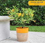 Costa Farms Allamanda Live Indoor Plant