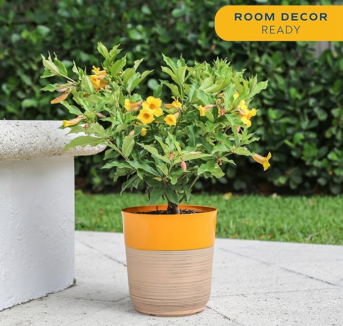 Costa Farms Allamanda Live Indoor Plant