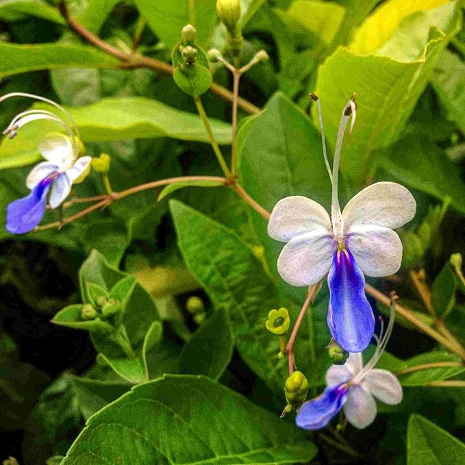Blue Butterfly Bush - Clerodendrum myricoides 'Ugandense' - Live Tropical Plant - Unusual Shaped Flower - Emerald's - Starter Size - 4 Inch Pot