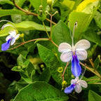 Blue Butterfly Bush - Clerodendrum myricoides 'Ugandense' - Live Tropical Plant - Unusual Shaped Flower - Emerald's - Starter Size - 4 Inch Pot