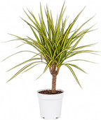 Dracaena Marginata Kiwi Live Plant, Low Light Tolerant Dracaena Plant Live, Air Purifying Plants Live Houseplants, Beginner Friendly House Plants for All Indoors Spaces