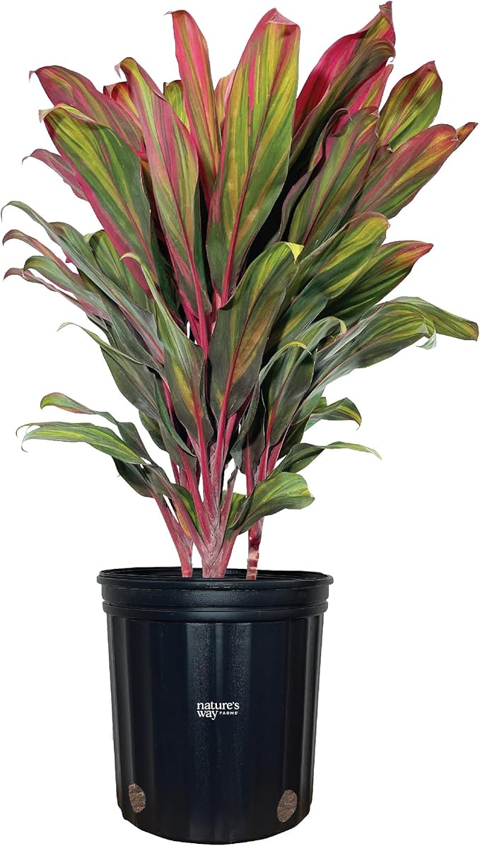 Nature's Way Farms Cordyline Harlequin Live Plant 25-30 in. Tall in Grower Pot Indoor Outdoor