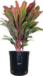 Nature's Way Farms Cordyline Harlequin Live Plant 25-30 in. Tall in Grower Pot Indoor Outdoor