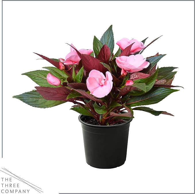 Live New Guinea Impatiens Plant - Shades of Pink (3 Plants Per Pack) - Beautiful Flowering Shade Flowers - 12" Tall by 5" Wide in 1 Qt Pot (Pack of 2)