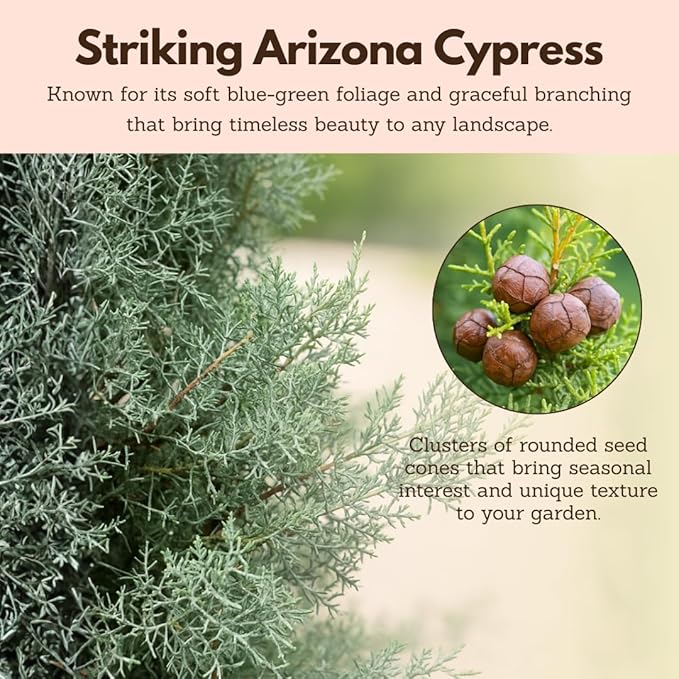 My Shelfie – Arizona Cypress Bonsai Starter Tree (Cupressus arizonica), Live Evergreen Plant for Indoor or Outdoor Bonsai Forest Garden, Home & Living Room Décor (3)