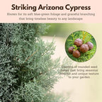 My Shelfie – Arizona Cypress Bonsai Starter Tree (Cupressus arizonica), Live Evergreen Plant for Indoor or Outdoor Bonsai Forest Garden, Home & Living Room Décor (1)