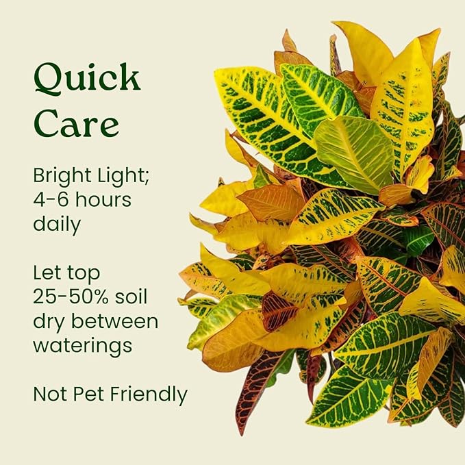 Croton Plants (Petra, 1 Gallon/6" Nursery Pot)