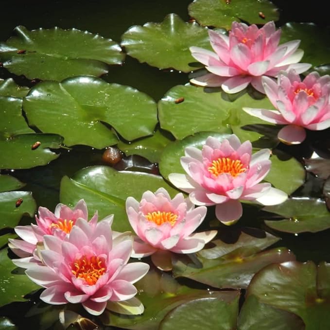 Mainam Pink Nymphaea Fabiola Live Aquarium Plant Hardy Water Lilies Tuber for Freshwater Fish Pond Balcony