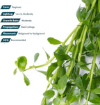 SubstrateSource Live Aquarium Stem Plants - Freshwater Aquatic Plant for Fish Tanks, Aquascaping - (Moneywort Bacopa Monnieri, 1 Bunch)