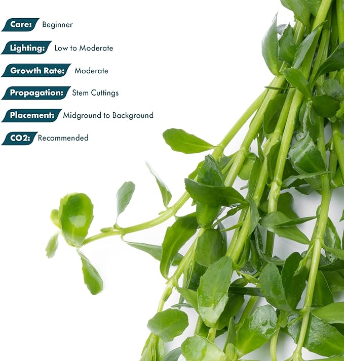 SubstrateSource Live Aquarium Stem Plants - Freshwater Aquatic Plant for Fish Tanks, Aquascaping - (Moneywort Bacopa Monnieri, 1 Bunch)