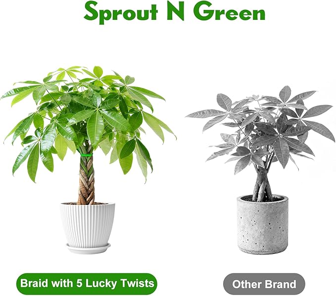 Sprout N Green 8-10" Money Tree with 5 Lucky Braid, Live Plant with White Stripe Pot, Decoration for Indoor Home Office Tabletop Windowsill Side Table, Housewarming Christmas Gift