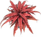 Cryptanthus Super Red Earth Star Live Indoor Plant in 4 in. Plastic Grower Pot **8*Cannot Ship to California and Hawaii**