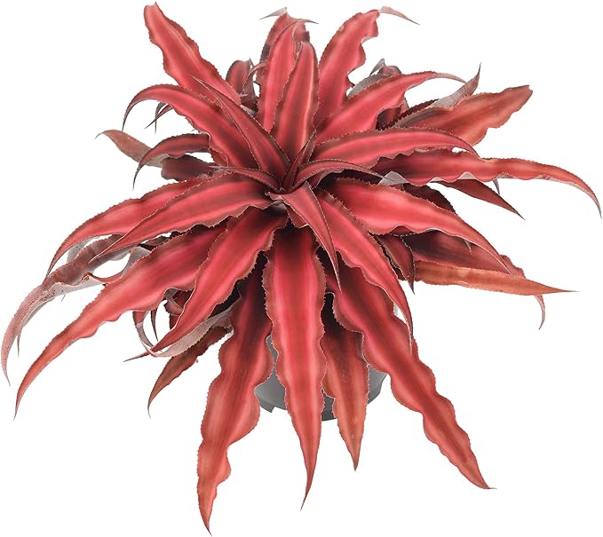 Cryptanthus Super Red Earth Star Live Indoor Plant in 4 in. Plastic Grower Pot **8*Cannot Ship to California and Hawaii**