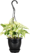 Thorsen's Greenhouse Marble Queen Pothos, Live Indoor Plant, Easy to Grow, Rare Variegated Houseplant, Natural Air Purifier, 4-inch Diameter Pot (Black - Hanging)