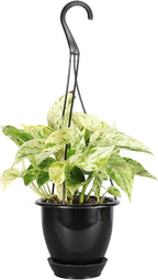 Thorsen's Greenhouse Marble Queen Pothos, Live Indoor Plant, Easy to Grow, Rare Variegated Houseplant, Natural Air Purifier, 4-inch Diameter Pot (Black - Hanging)
