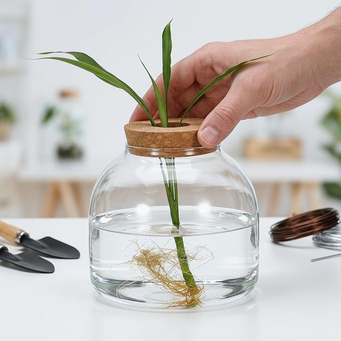 ULTECHNOVO Glass Terrarium Jar with Wood Stopper for Hydroponic Plants and Moss - 5.90 Inch Airtight Container for Micro Landscape Decor in Bedroom, Office, or as Gift for DIY Gardeners