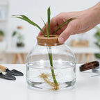 ULTECHNOVO Glass Terrarium Jar with Wood Stopper for Hydroponic Plants and Moss - 5.90 Inch Airtight Container for Micro Landscape Decor in Bedroom, Office, or as Gift for DIY Gardeners