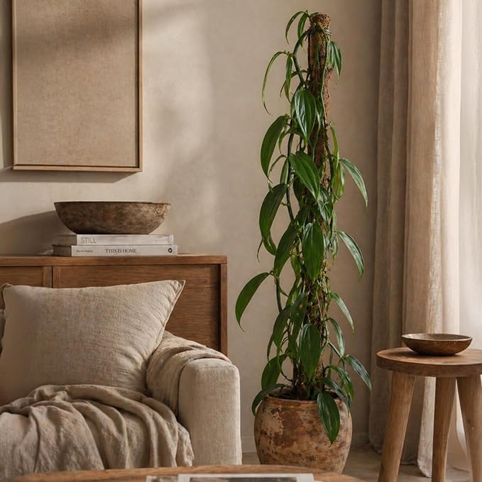 Live Vanilla planifolia Orchid Plant - 'Vanilla Orchid' - ragnaroc Tropical Plant 3-6" Tall - 1ct - Live Arrival Guaranteed - House Plants for Home Décor & Gift