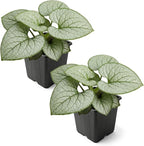 Live Brunnera 2-Pack – Silver Heart – Shade Perennial with Variegated Leaves, Blue Spring Flowers, 10” Tall, 1 Qt Pot