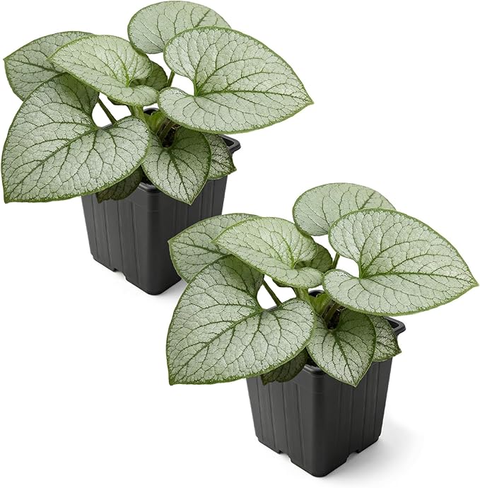 Live Brunnera 2-Pack – Silver Heart – Shade Perennial with Variegated Leaves, Blue Spring Flowers, 10” Tall, 1 Qt Pot