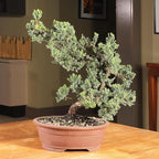 Brussel's Bonsai Live Green Mound Juniper Bonsai Tree - Large, 7 Year, 12 to 16 Inches - Outdoor Bonsai Tree Live with Bonsai Pot
