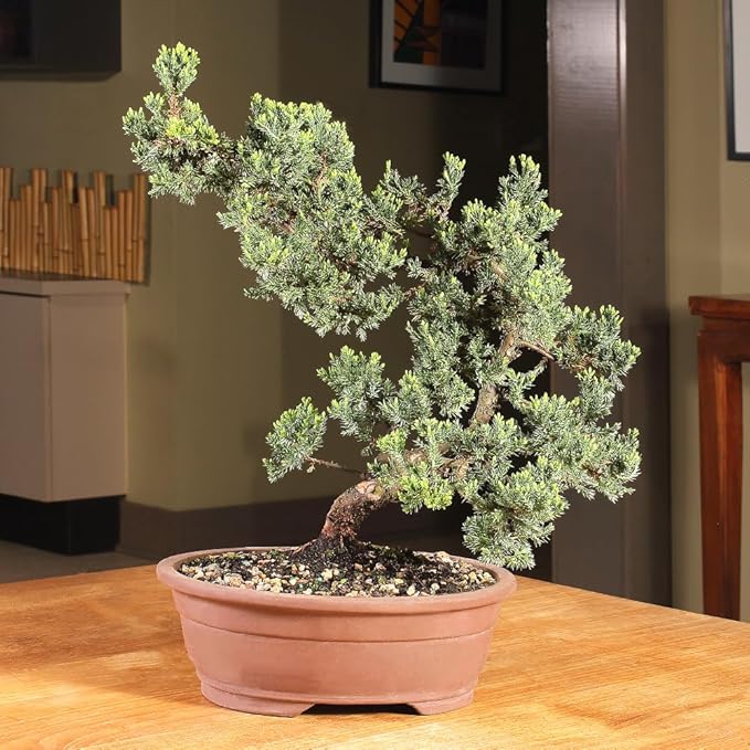 Brussel's Bonsai Live Green Mound Juniper Bonsai Tree - Large, 7 Year, 12 to 16 Inches - Outdoor Bonsai Tree Live with Bonsai Pot