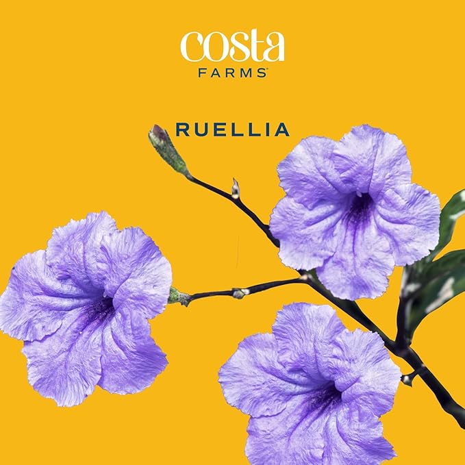Costa Farms Ruellia Live Plant | Blooming Purple Flowers | Outdoors Garden and Patio Plant in 10-Inch Grower Pot | Landscaping, Borders, Patio Containers | Drought-Tolerant, Butterfly Attractant