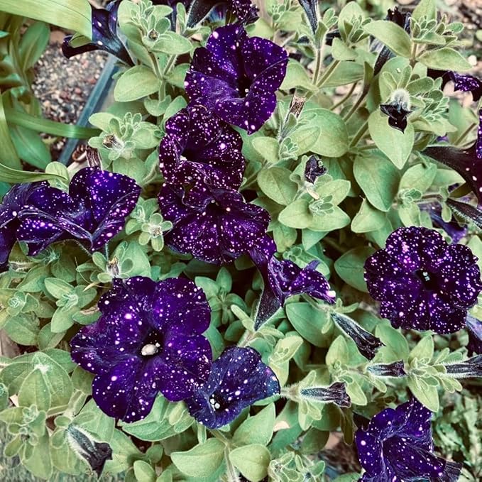 Night Sky Petunia Seeds for Planting,1000+ Mixed Rare Starry Sky Ipomoea Flower Seeds, Trailing Plant, Heirloom Non-GMO Petunia Seed for Home Garden