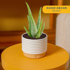 Costa Farms Aloe Vera Live Plant in Decorative Pot, Easy to Maintain, Air Purifying Succulent Indoor Houseplant, Home, Room, or Office Decor, House Warming or Birthday Gift, 12-18 Inches Tall