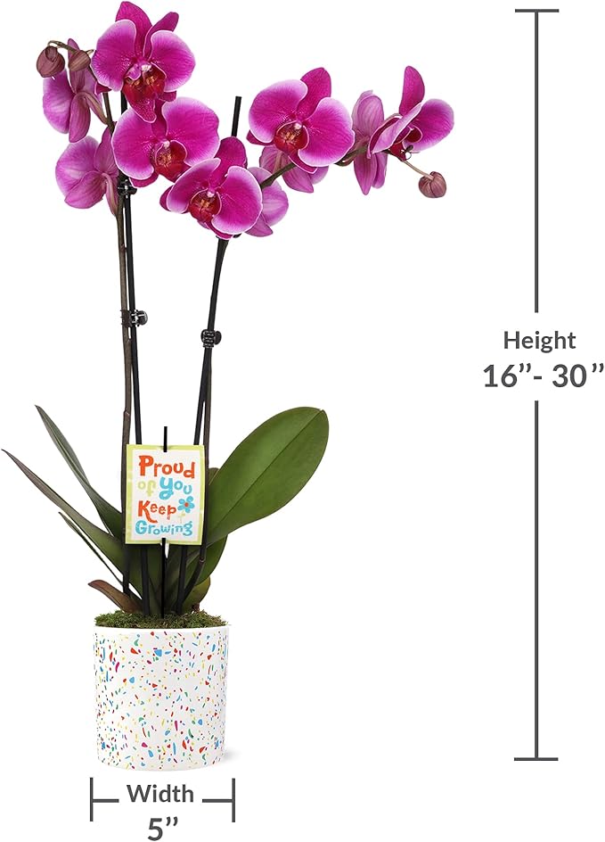 Green Circle Growers 5" Magenta Orchid in Terrazzo Pink Planter, Live Plant – Proud of You