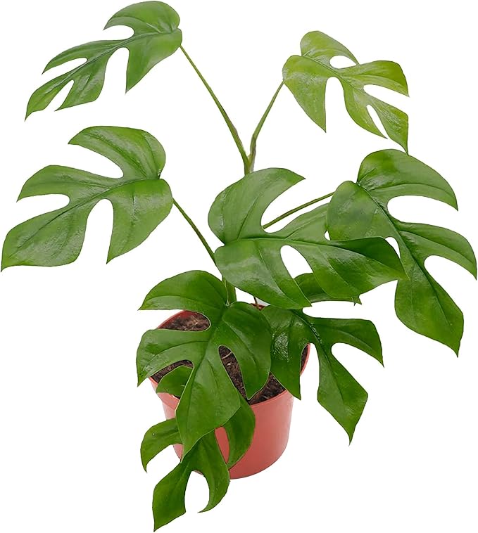 California Tropicals Tetrasperma - The Rare Mini Monstera Plant, Live 6" Indoor & Outdoor Houseplant, Easy Care & Purifying Air for Tiny Homes & Office Interior Garden