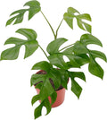 California Tropicals Tetrasperma - The Rare Mini Monstera Plant, Live 6" Indoor & Outdoor Houseplant, Easy Care & Purifying Air for Tiny Homes & Office Interior Garden