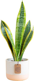 Costa Farms Snake Plant, Small Live Plant in Decorative Pot, Easy to Maintain, Air Purifying Succulent Indoor Houseplant, Assorted Variety, Home, Room, or Office Décor, 8-12 Inches Tall