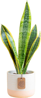 Costa Farms Snake Plant, Small Live Plant in Decorative Pot, Easy to Maintain, Air Purifying Succulent Indoor Houseplant, Assorted Variety, Home, Room, or Office Décor, 8-12 Inches Tall