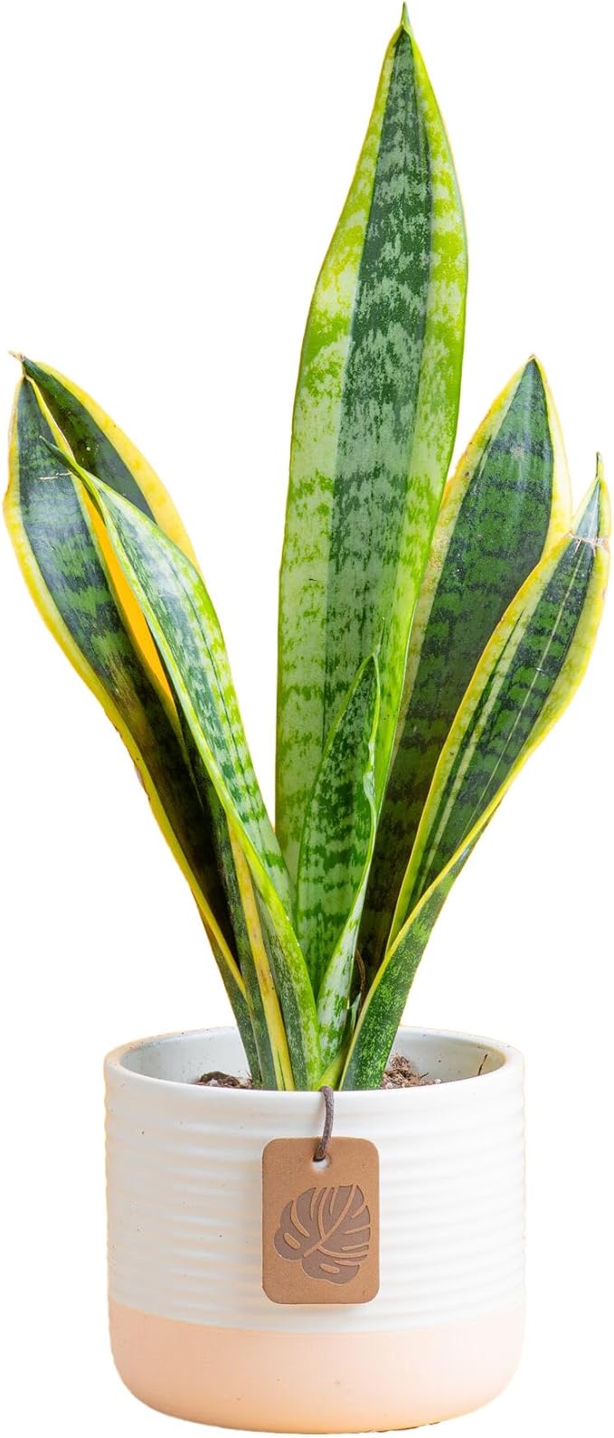Costa Farms Snake Plant, Small Live Plant in Decorative Pot, Easy to Maintain, Air Purifying Succulent Indoor Houseplant, Assorted Variety, Home, Room, or Office Décor, 8-12 Inches Tall