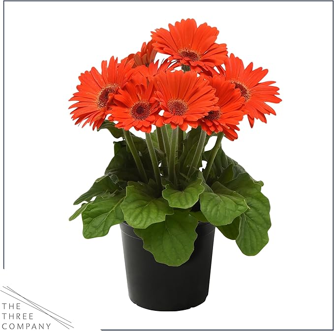 Live Flowering Gerbera Daisies - Orange (2 Plants Per Pack) - Beautiful Spring Flowers - 12" Tall by 5" Wide in 1 Qt Pot