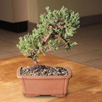 Brussel's Bonsai - Live Green Mound Juniper Bonsai Tree, Outdoor Bonsai Tree Live Plant, Medium Bonsai for Patio Garden Décor, Easy Care Evergreen Bonsai (Medium)