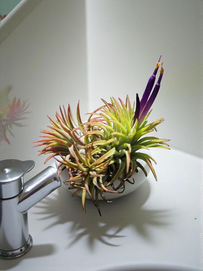Rainforest Grown 5 Pack Assorted Air Plants - Live Tillandsia - Easy Care House Plants - Air Succulents, House Plant, Home Decor & Gift, Live Plant, Healthy Arrival Guarantee