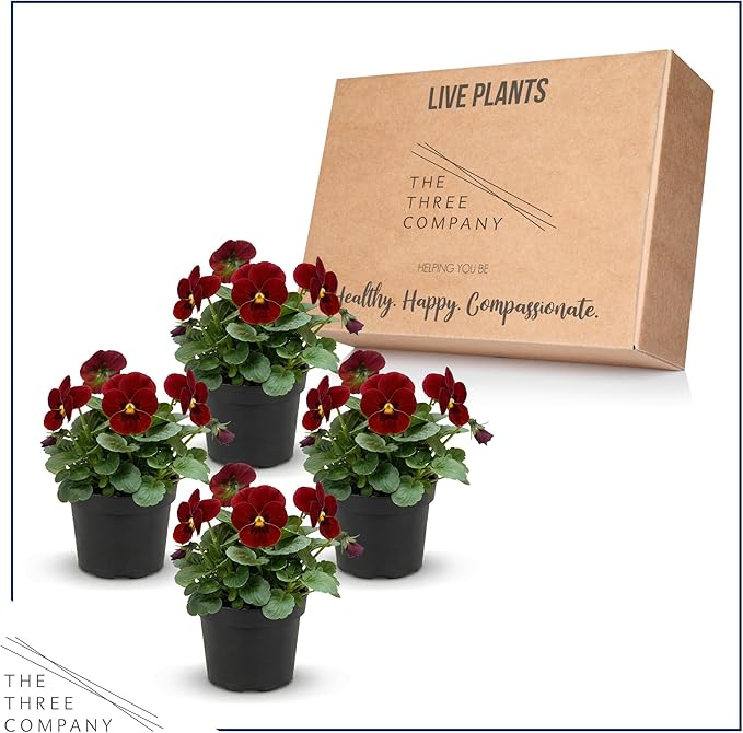 Live Healthy Flowering Pansies - Red Blotch (4 Plants Per Pack), Beautiful Winter Color, 6" Tall by 4" Wide in 1 Pint Square Pot
