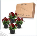 Live Healthy Flowering Pansies - Red Blotch (4 Plants Per Pack), Beautiful Winter Color, 6" Tall by 4" Wide in 1 Pint Square Pot